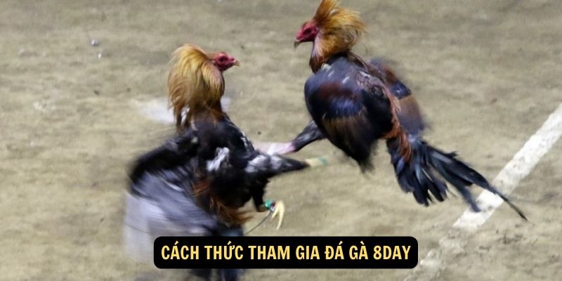 Cách thức tham gia Đá Gà 8day