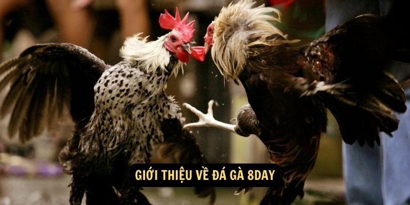 Giới thiệu về Đá Gà 8day