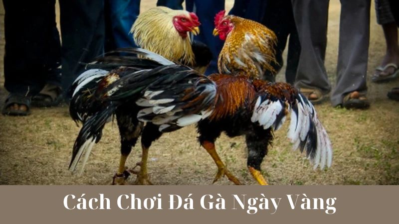 Đá Gà Ngày Vàng: Kết Nối Cộng Đồng