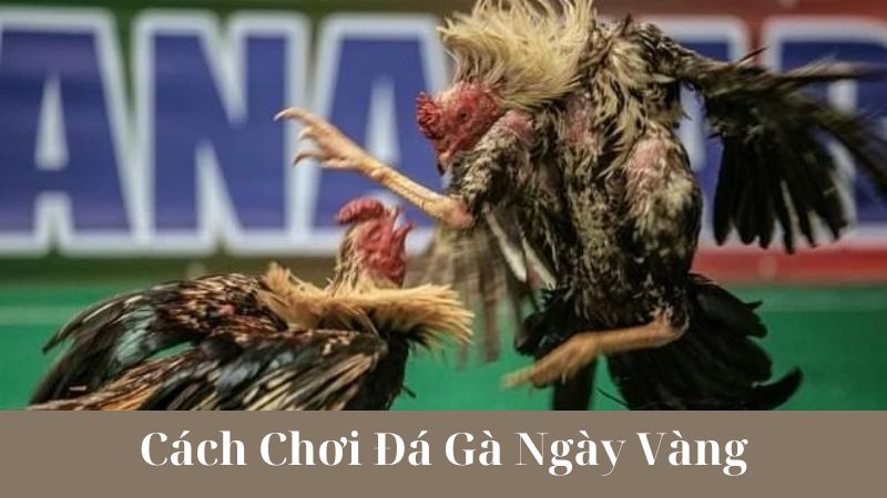 Cách Chơi Đá Gà Ngày Vàng