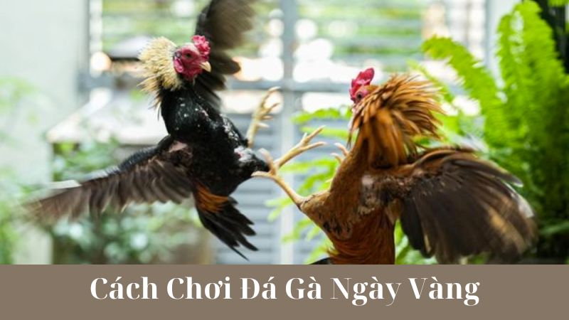 Lợi Ích của Việc Chơi Đá Gà Ngày Vàng