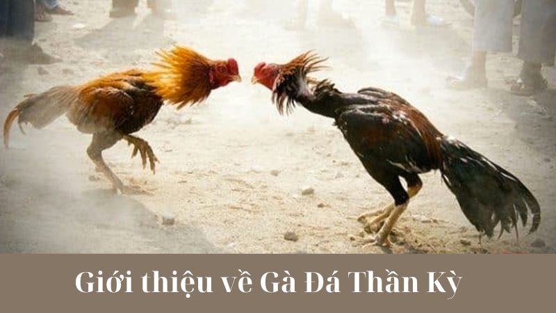 Những điều cần lưu ý khi tham gia giải đấu Gà Đá Thần Kỳ