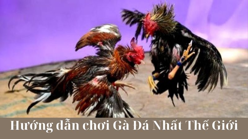 Chiến thuật và Kỹ thuật chơi Gà Đá Nhất Thế Giới