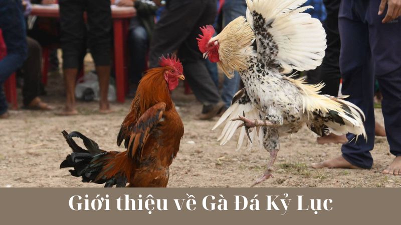 Giới thiệu về môn thể thao Gà Đá Kỷ Lục