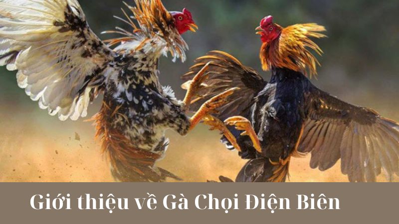 Thị trường Gà Chọi Điện Biên hiện nay