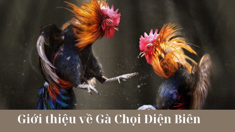 Cách chơi Gà Chọi Điện Biên