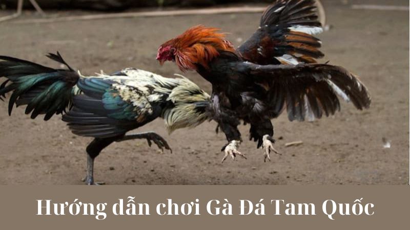 Chiến thuật trong Gà Đá Tam Quốc