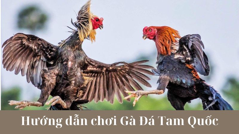 Cách chơi Gà Đá Tam Quốc: Những bước đầu tiên