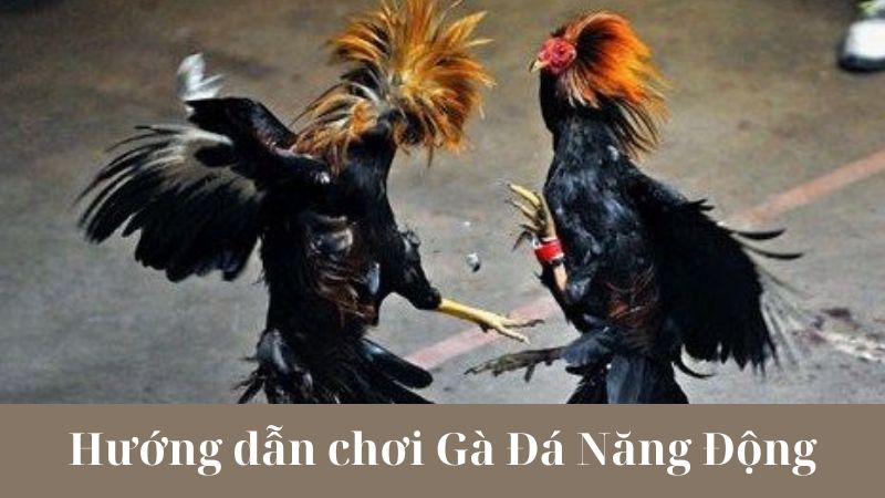 Cách chơi Gà Đá Năng Động hiệu quả