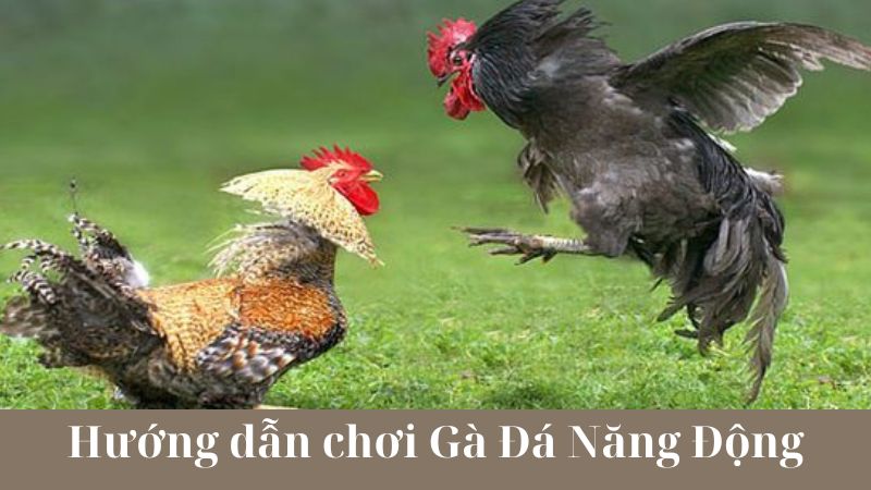 Quy tắc cơ bản khi chơi Gà Đá Năng Động