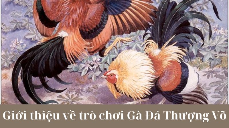 Câu hỏi thường gặp về gà đá thượng võ