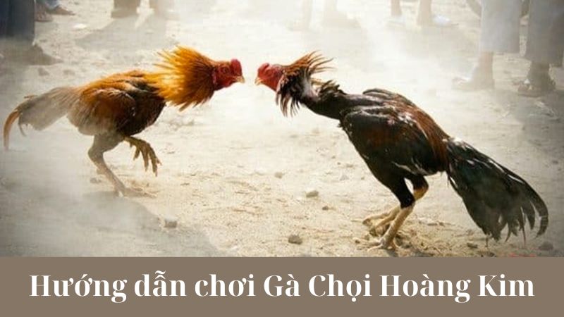 Giới thiệu về Gà Chọi Hoàng Kim