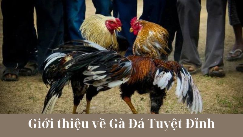 Gà Đá Tuyệt Đỉnh và văn hóa Việt Nam