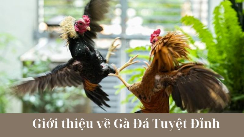 Quy tắc và luật chơi trong Gà Đá Tuyệt Đỉnh