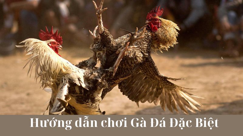 Cách tham gia và đăng ký tài khoản gà đá đặc biệt