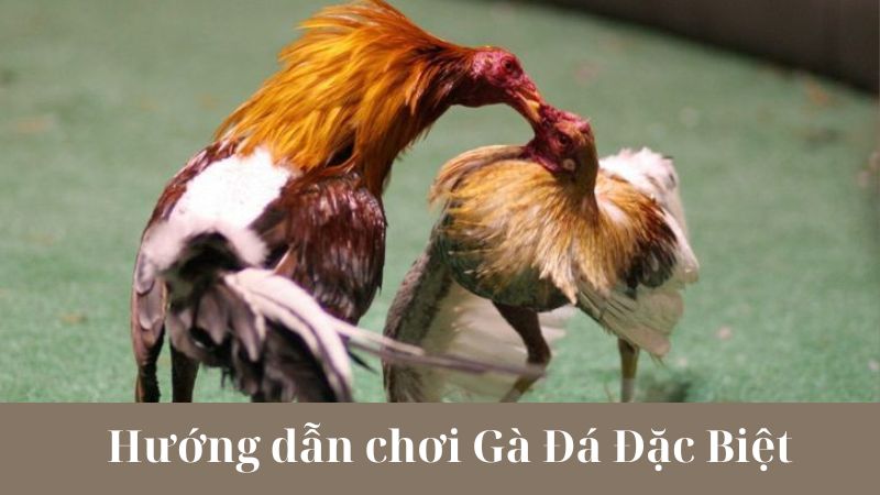 Giới thiệu về Gà Đá Đặc Biệt