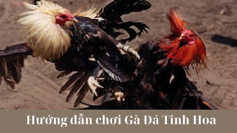 Chiến thuật chiến đấu trong Gà Đá Tinh Hoa