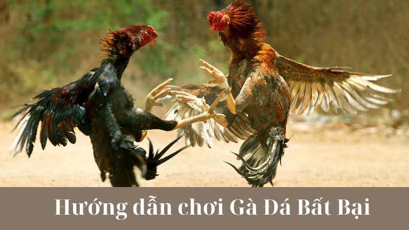 Một số lưu ý khi chơi Gà Đá Bất Bại